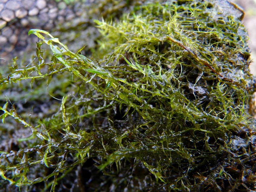 Triturus alpestris apuanus sulla Collina Torinese